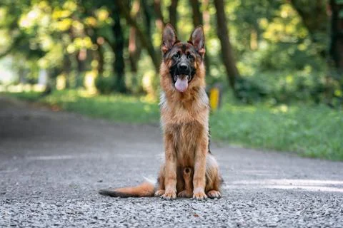 German Shepherd dog Stock Photos
