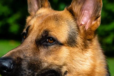 German shepherd dog Stock Photos