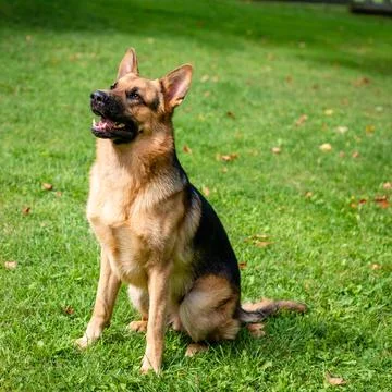 German shepherd dog Stock Photos