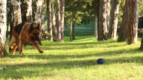 German shepherd dog picking up ball from grass in beautiful nature environment Stock Footage 204732868