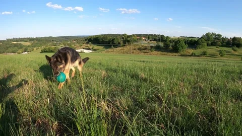 German Shepherd dog play and fetch with toy ball Stock Footage 246715644