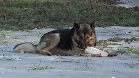 German shepherd dog playing on the ice, chewing a piece of ice Stock Footage 165697669