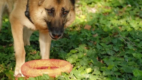 German Shepherd dog playing with rubber ring toys on green grass in a sunny park Stock Footage 327230790