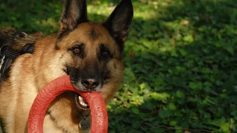 German Shepherd dog playing with rubber ring toy on green grass in a sunny park Stock Footage 327230927