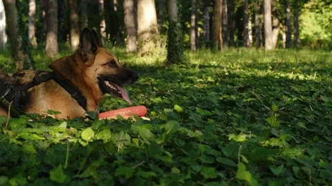 German Shepherd dog playing with rubber ring toys on green grass in a sunny park Stock Footage 327231112