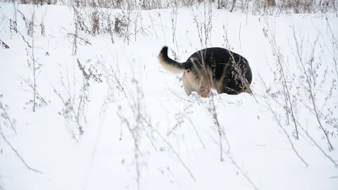 German Shepherd dog playing In A Stock Video Pond5