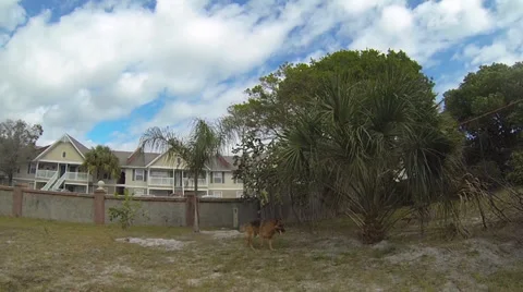 German Shepherd dog playing with a stick-slow motion Stock-Footage 34278683