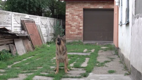 German shepherd dog playing in the yard with ball Stock Footage 114264359