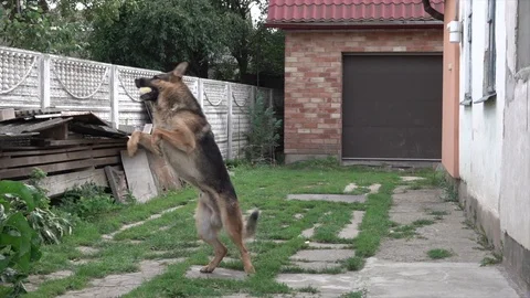German shepherd dog playing in the yard Stock Video Pond5