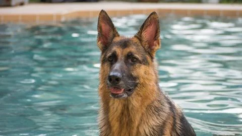 German Shepherd dog in pool Stock Photos