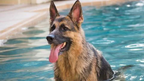 German Shepherd dog in pool Foto stock