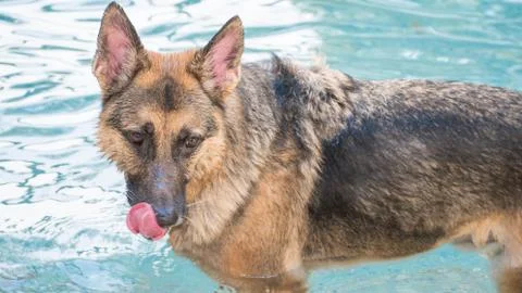 German Shepherd dog in pool Stock Photos