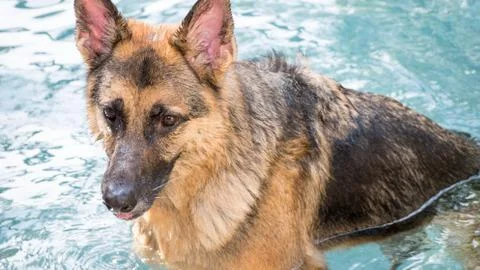 German Shepherd dog in pool Stock Photos