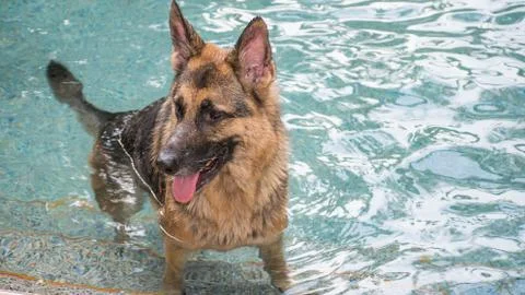 German Shepherd dog in pool Stock Photos