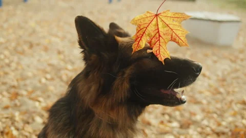 German shepherd dog portrait with maple leaf on nose in the autumn park close-up Stock Footage 257030939
