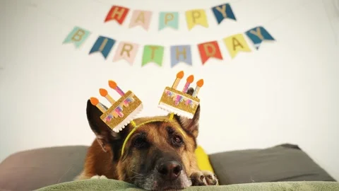 German shepherd dog resting on sofa under colorful happy birthday banner wearing Stock Footage 333328677