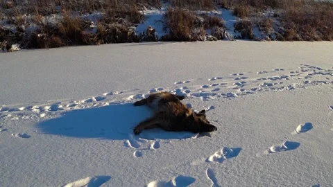 German shepherd dog roll on back in the snow Stock Footage 145689533