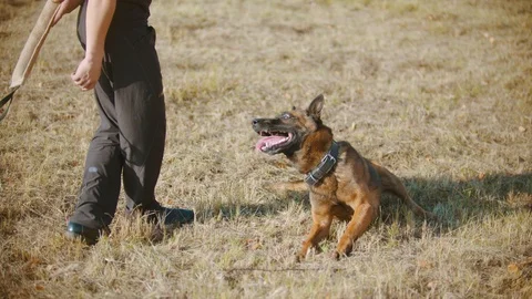 A german shepherd dog rolling over on the grass on a trainer's command Stock Footage 118777367