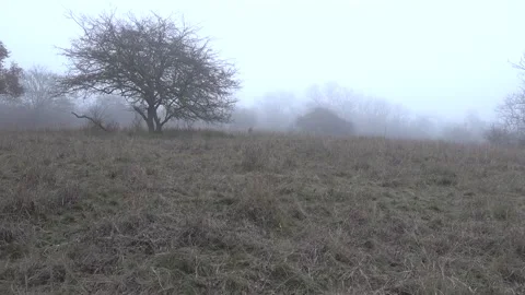 German shepherd dog running down the hill in misty autumn forest Stock Footage 149083891