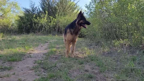 German shepherd dog searching on path Vidéo 300228813