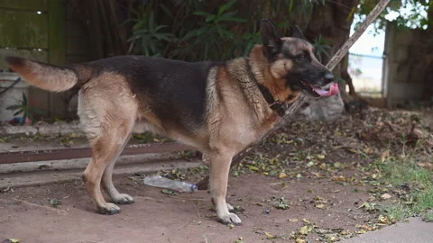 German shepherd dog seen in backyard Stock Footage 222396157