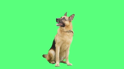 German Shepherd dog sitting and looking at a green screen Stock Footage