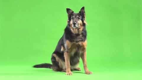 German Shepherd Dog Sitting and Looking Around Against Solid Background Stockbeeldmateriaal 338231776