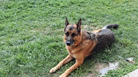 German shepherd dog sitting and lying down on grass outdoors sticking out tongue Stock Footage 345392090