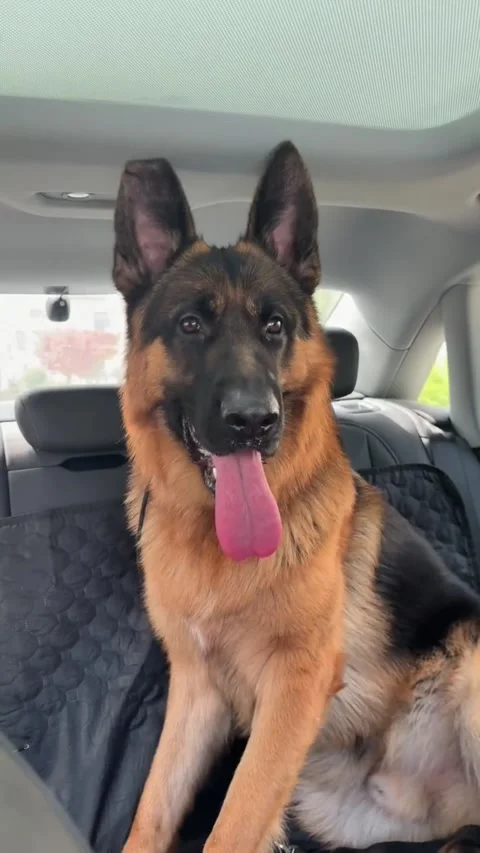 German shepherd dog sitting in the back seat of a car Video stock 335049482