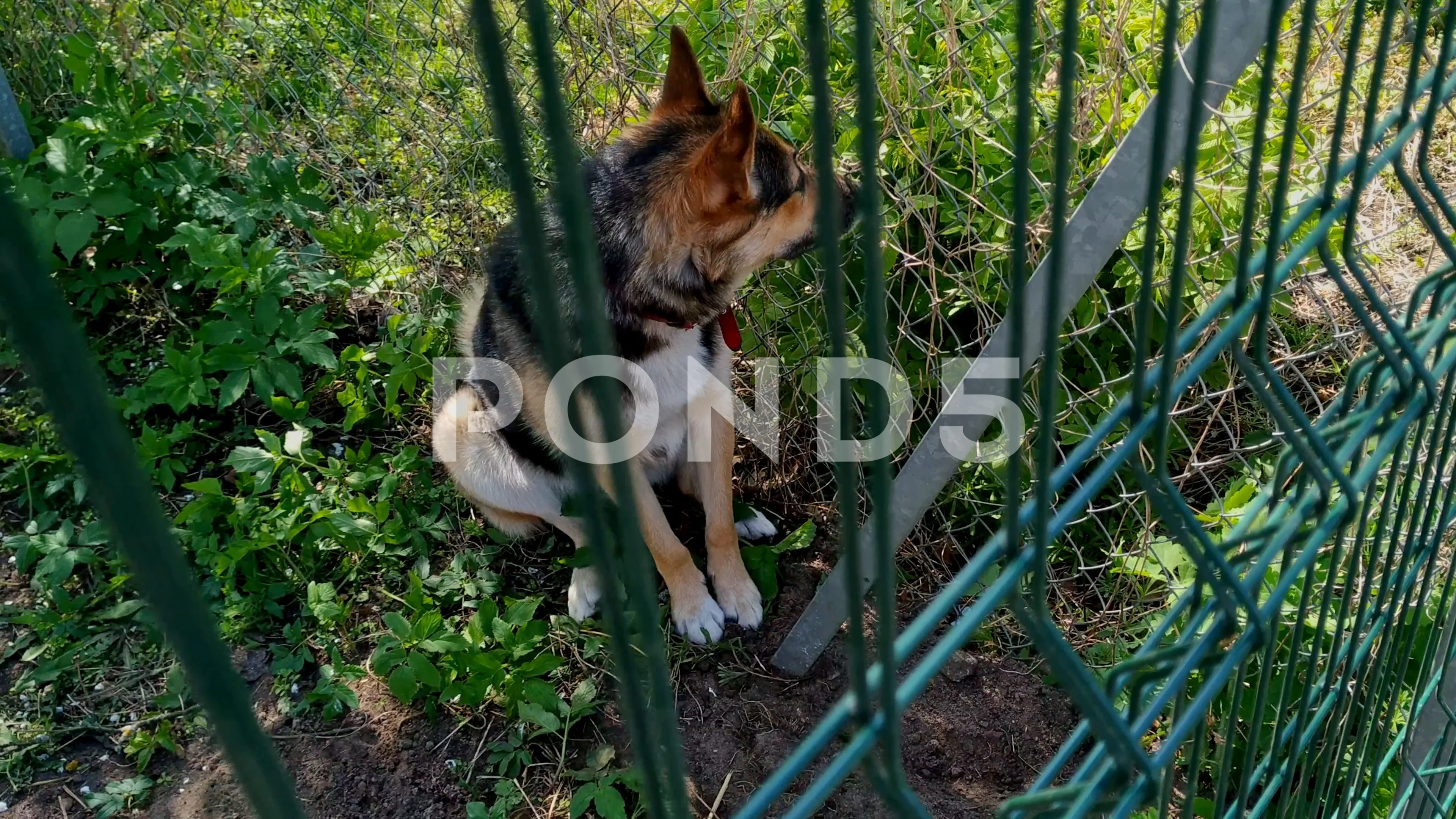 German hotsell shepherd fence