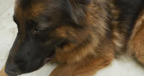German shepherd dog sitting Stock Footage 143090276