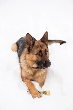German Shepherd dog, sitting on snow with bone 스톡 사진