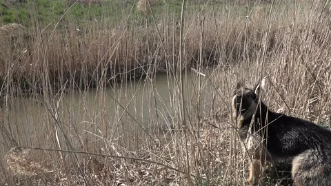 The German shepherd dog at the small stream, in the dense vegetation Stock Footage 150151744