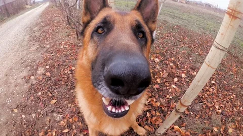 German Shepherd Dog Sniffing Camera Stock Video Pond5