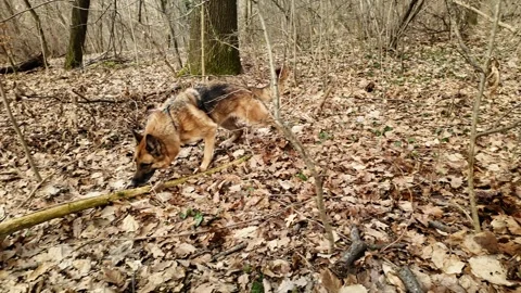 German shepherd dog sniffing the ground while exploring a forest covered with Stock Footage 330196801
