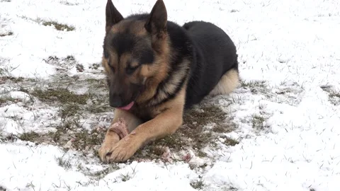 A german shepherd dog in the snow eats bone. Hungry dog Stock Footage 150432981