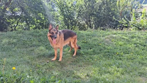 German Shepherd Dog Standing Alert on Grass Stock Footage 345209748
