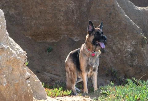 German Shepherd Dog standing between rocks on the California Coast  GDS with  Stock Photos