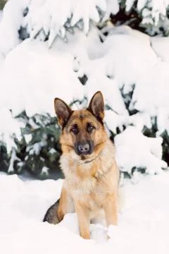 German Shepherd dog, standing in the snow Stock-Fotos