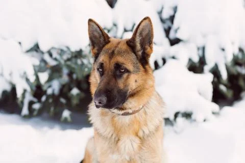 German Shepherd dog, standing in the snow Stock Photos