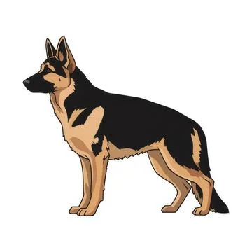 German shepherd dog standing on white background Stock Illustration