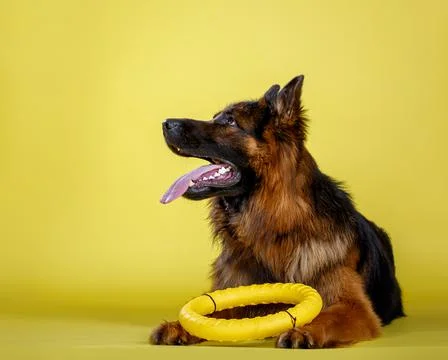 German shepherd dog in studio Stock Photos