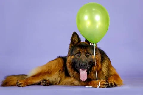 German shepherd dog in studio Stock Photos