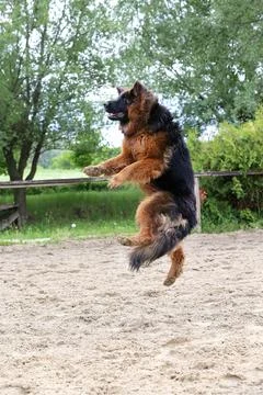 German shepherd dog train of jump obedience Stock Photos