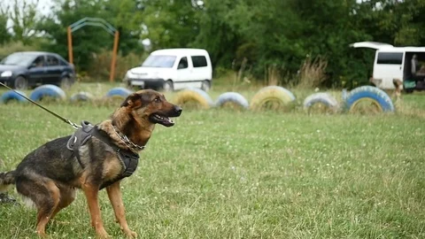 German shepherd dog in training attacking trainer Stock Footage
