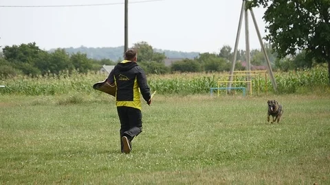 German shepherd dog in training attacking trainer Stock Footage 79404616