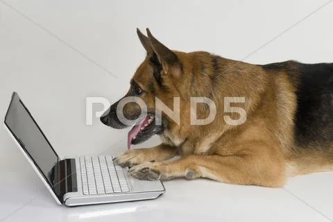 German Shepherd dog using a laptop Stock Photos