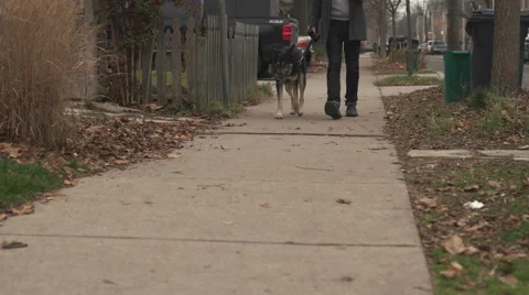 German Shepherd Dog Walking Down Sidewalk with Owner. Stock Footage 58115763