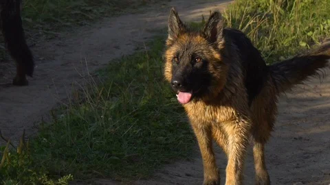German shepherd dog walking Stock Footage 116630713