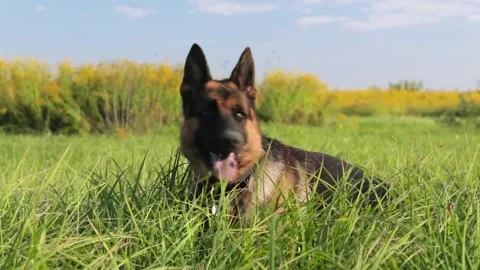 German Shepherd Dog walking on a green field, peeps out of the tall grass and Stock Footage 189244655